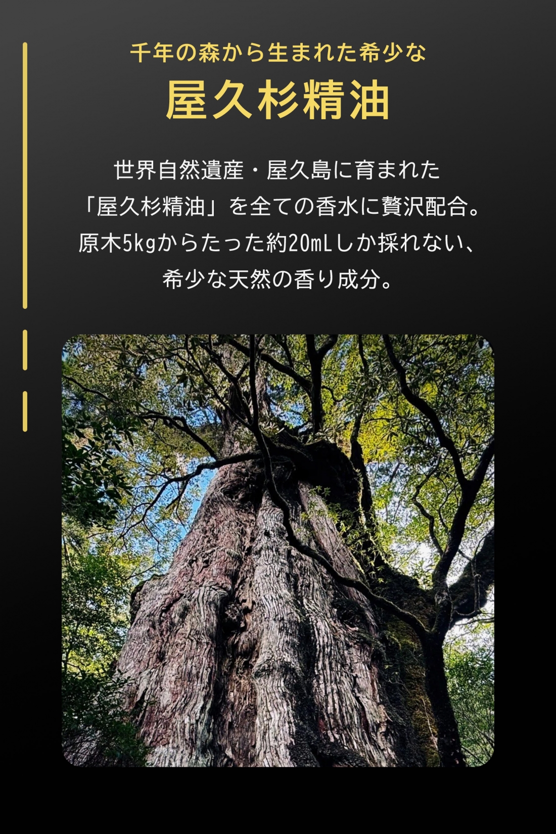 ARASH　香水　OUD INTENCE