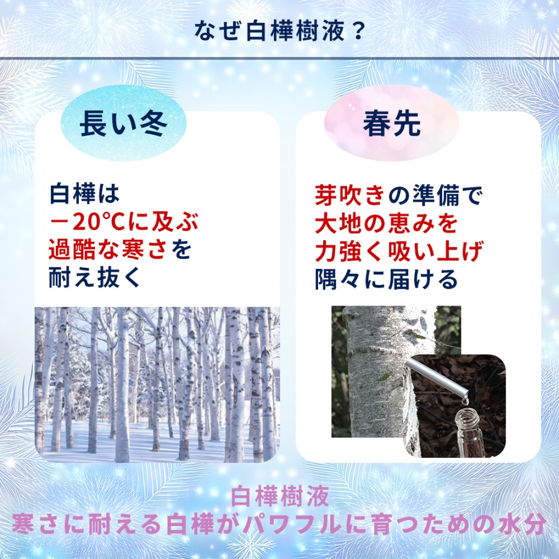 美人＋　白樺美容液