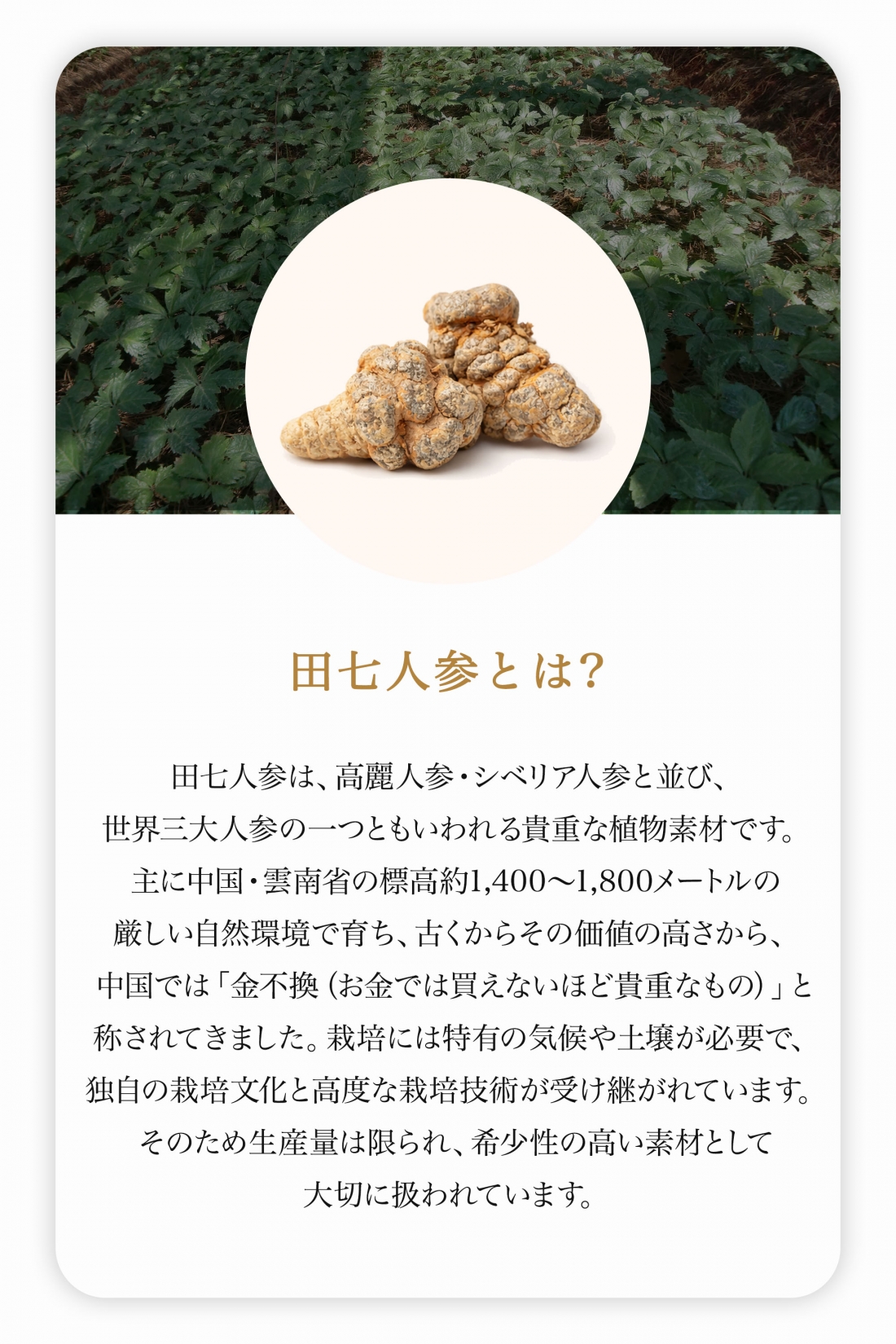 保阪流極 保阪NINJIN